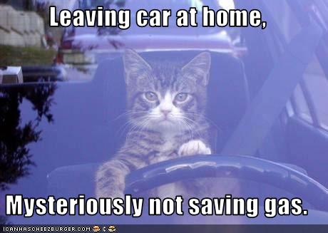 [funny-pictures-cat-drives-your-car-when-you-go-to-work.jpg]