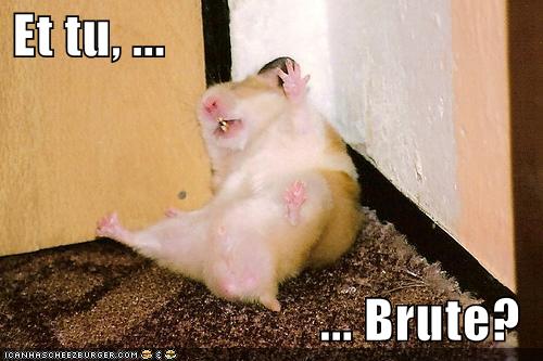 [funny-pictures-hamster-is-slain-by-brutus.jpg]