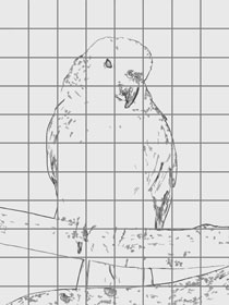 [parrot-sketch-2.jpg]