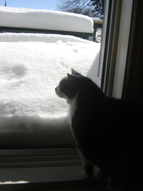 [roxannes+cat+looking+at+snow.jpg]