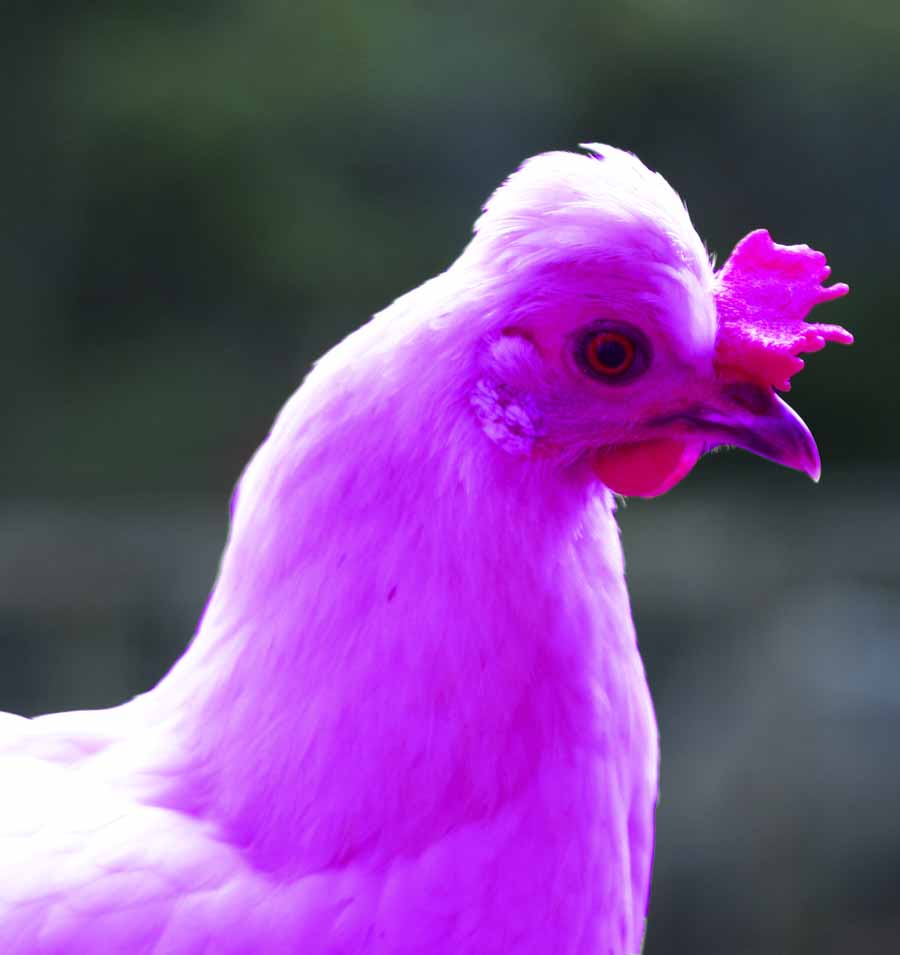 [purple+chicken.jpg]