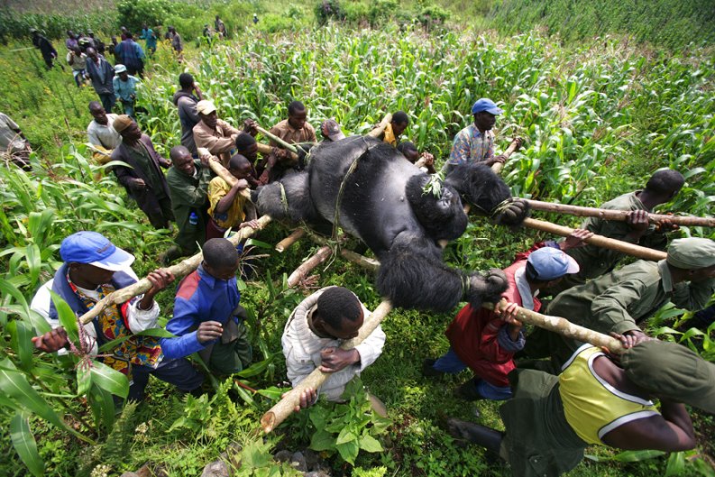 [Gorilla+Killings+-+Virunga,+DRC.+Brent+Stirton.bmp]