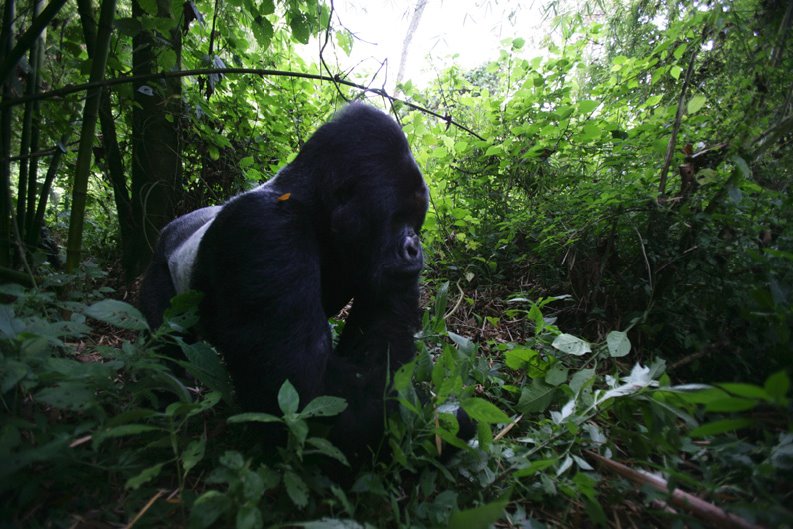 [Matanzas+de+Gorilas+-+Virunga,+RepÃºblica+DemocrÃ¡tica+del+Congo,+Brent+Stirton+2.bmp]