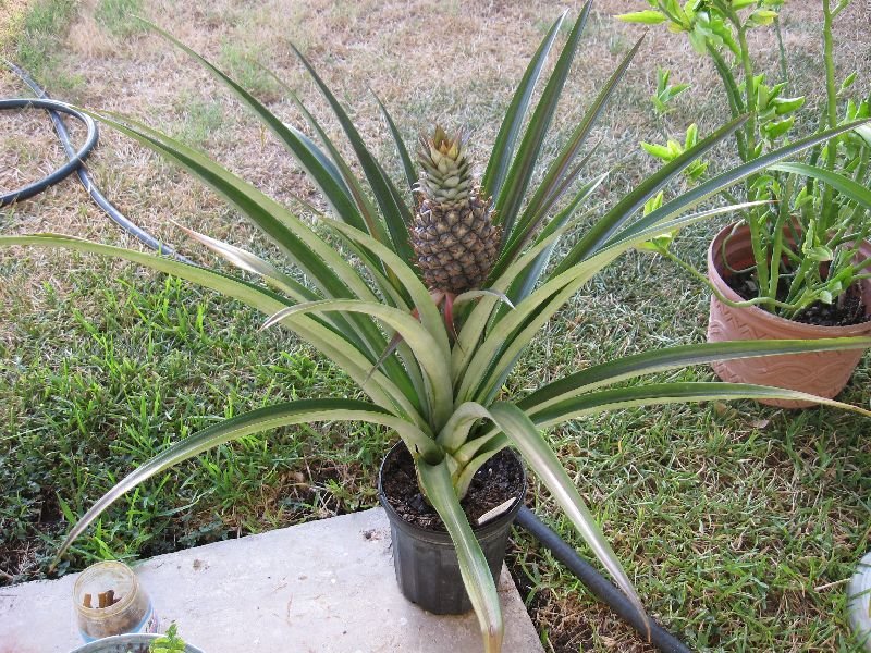[Pineapple2.jpg]