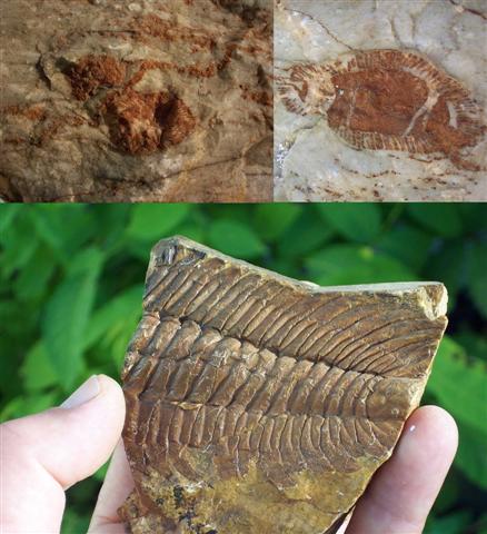 [fosiles+(Small).jpg]
