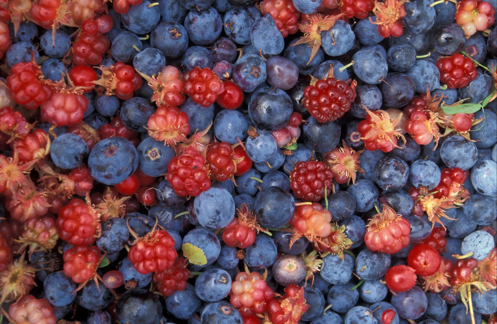 [Alaska_wild_berries.jpg]