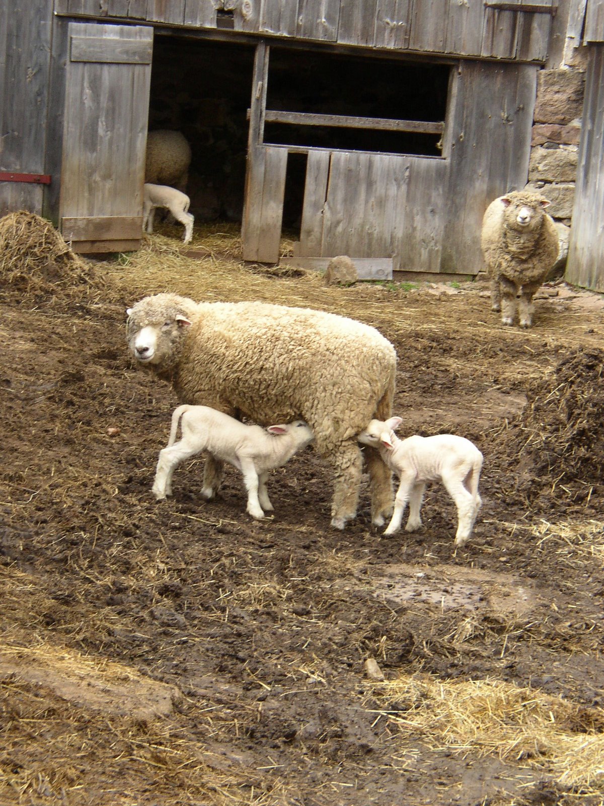 [nursing+lambs+dudley.jpg]
