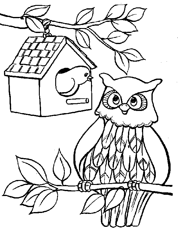 [owl.gif]