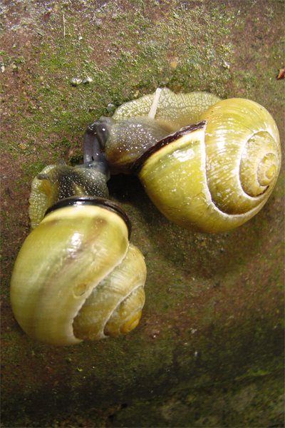 [snails3.jpg]