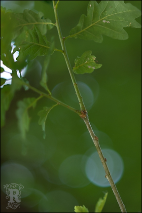 [English-oak-leaf.jpg]