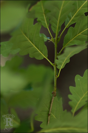 [Sessile-oak-leaf.jpg]