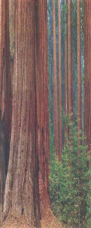 [Sequoia+trunks.jpg]