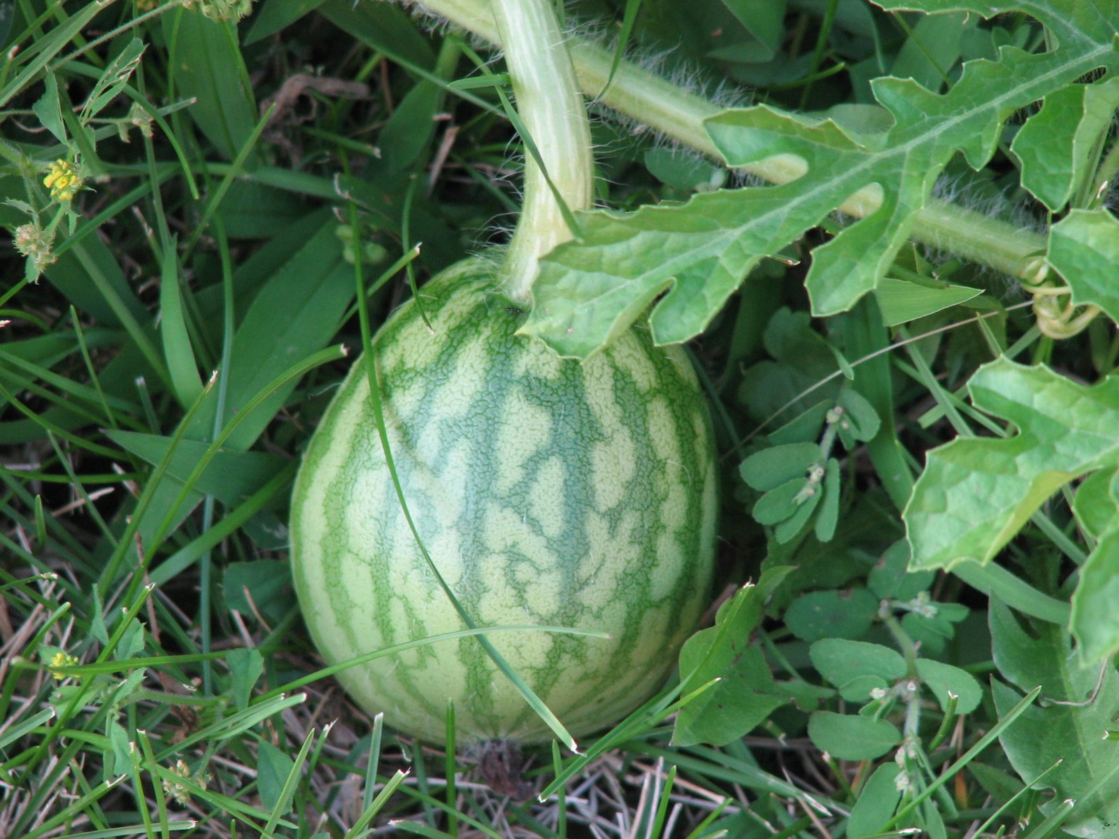 [Watermelon+001.jpg]