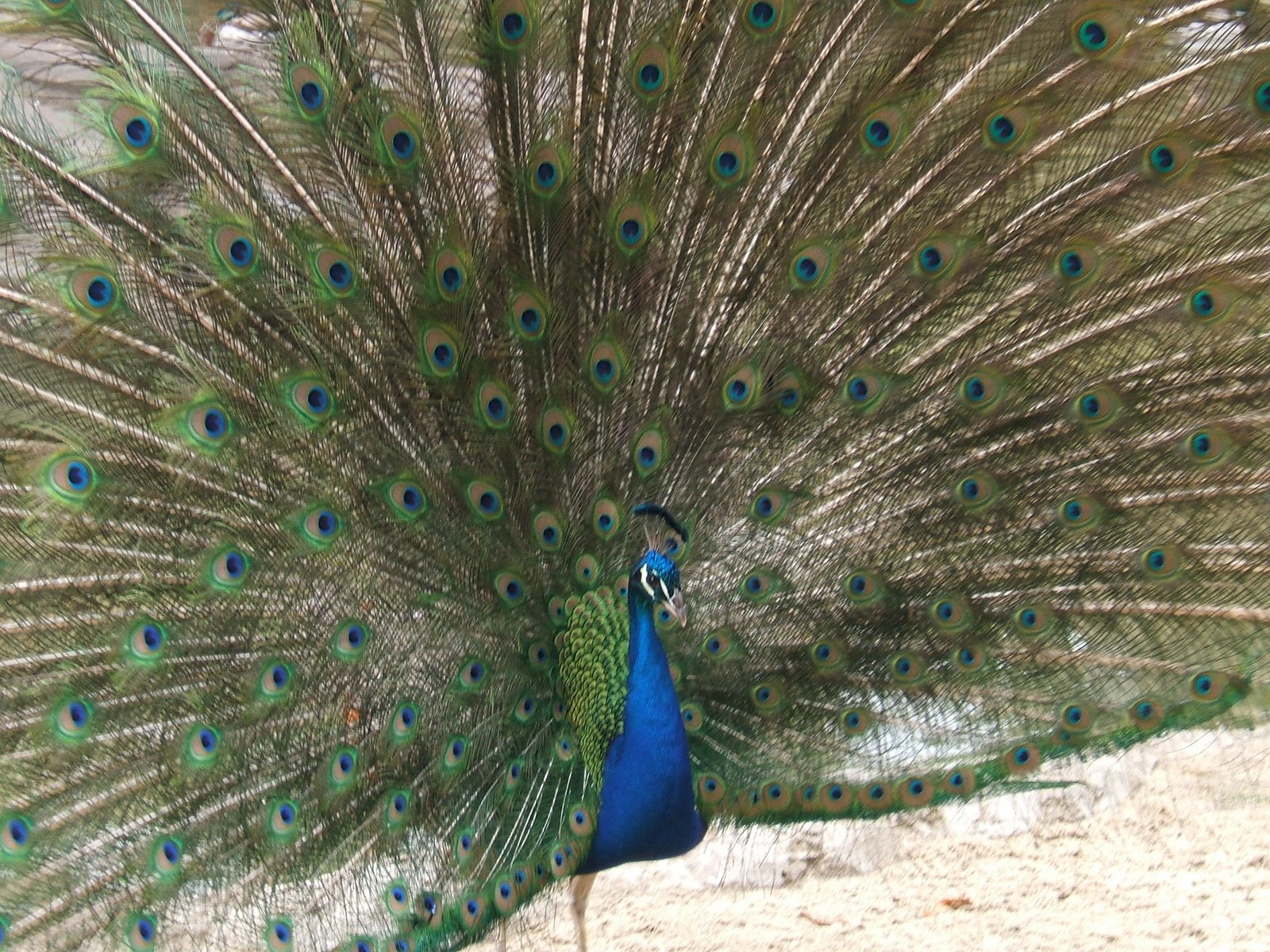[peacock.JPG]