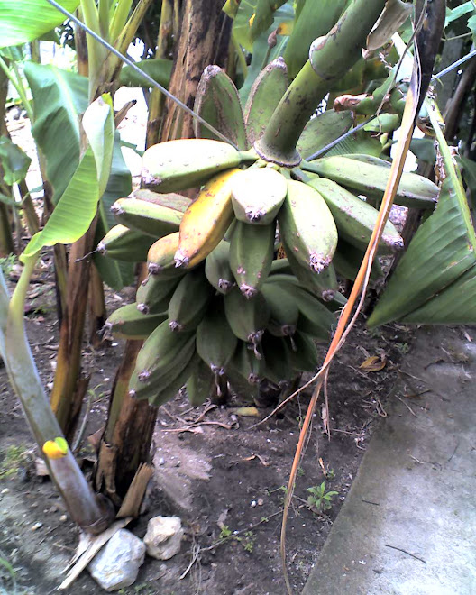 IMAGENS , bananeiras