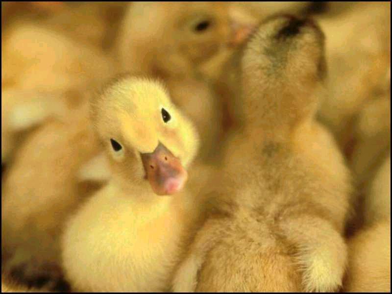 [baby+duck.jpg]