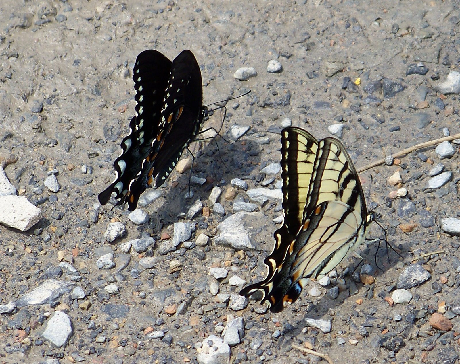 [black+and+yellow+swallowtails.jpg]