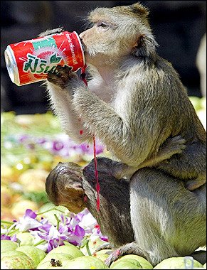 [monkey+drink+AFP.jpg]