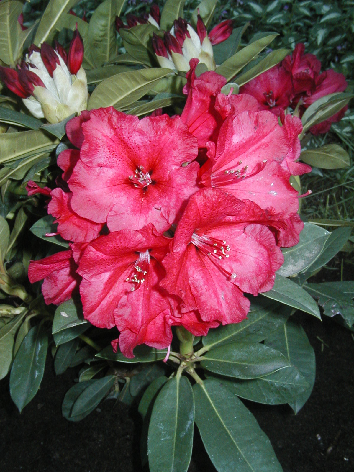 [Rhododendron+Red+Jack+2007.JPG]