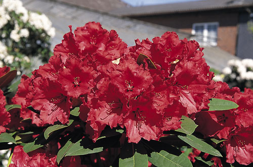 [Rhododendron]