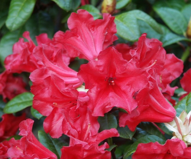 [rhododendron_repens_scarlet_wonder_.jpg]