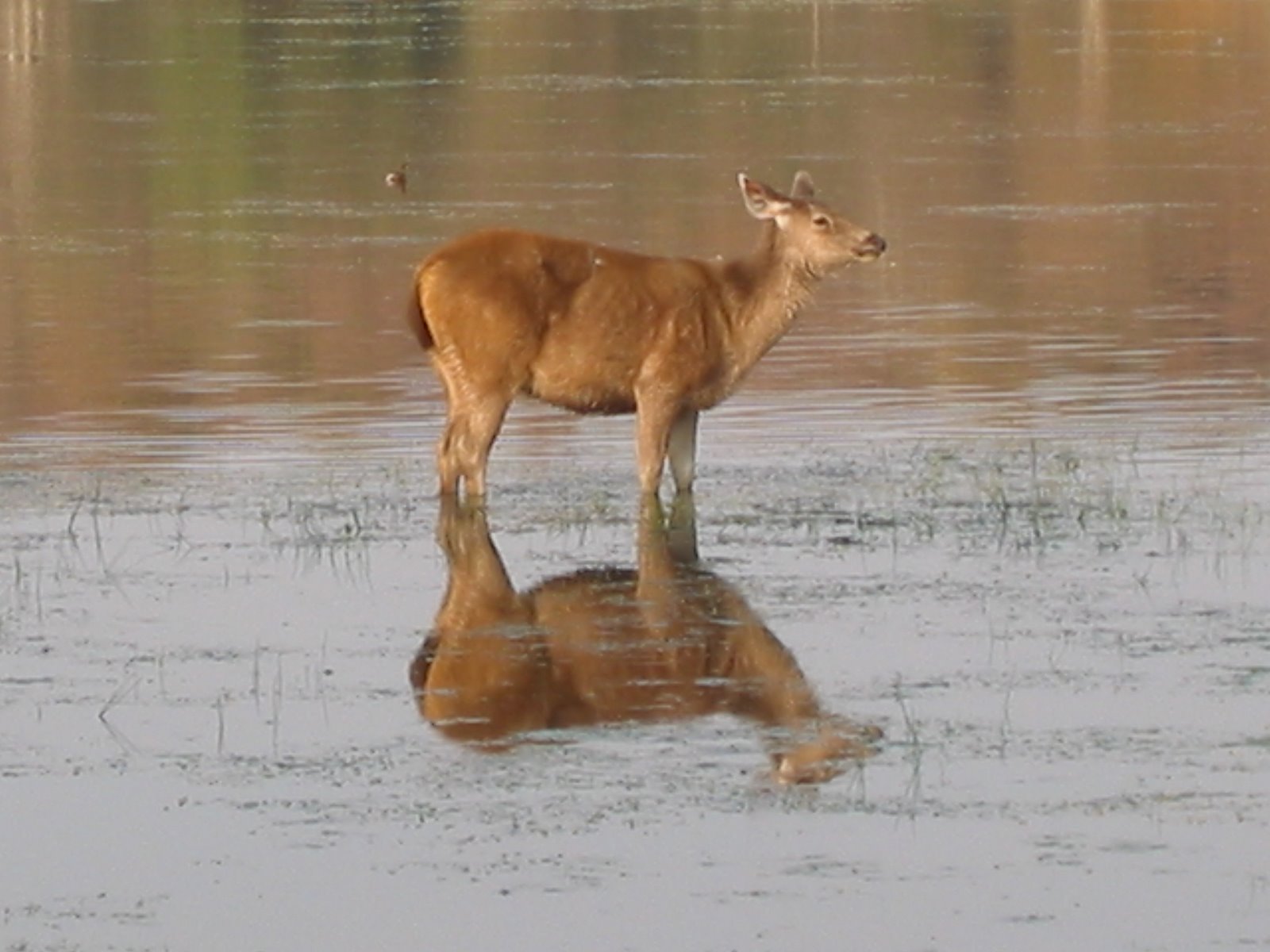 [deer-lake2.JPG]