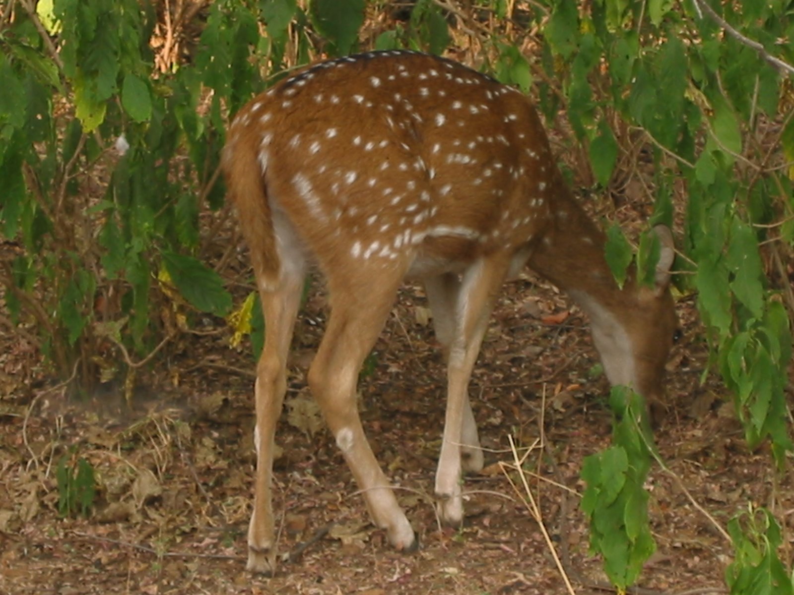 [spotted-deer.JPG]