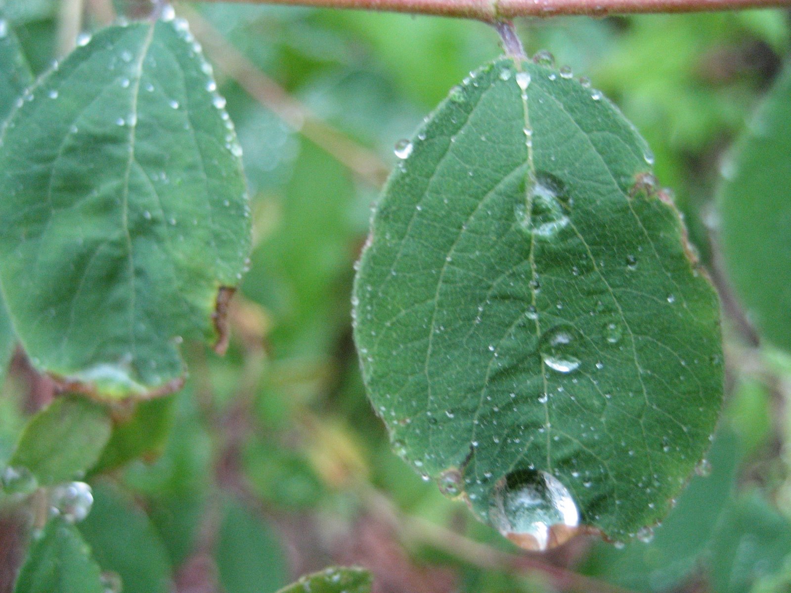 [leaf+droplet.JPG]