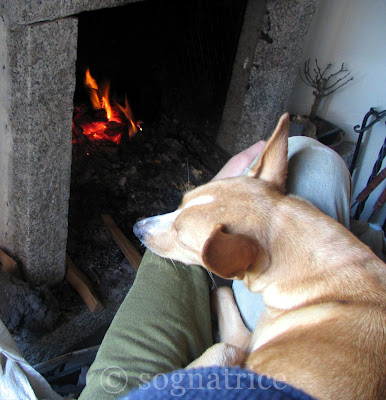 Stella on P's lap by the fire