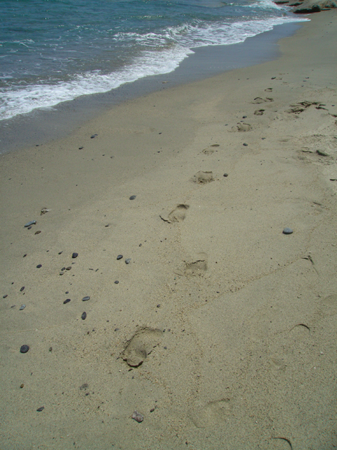 [footprints.small.jpg]