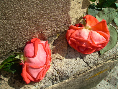 roses in front of church, calabria, southern italy