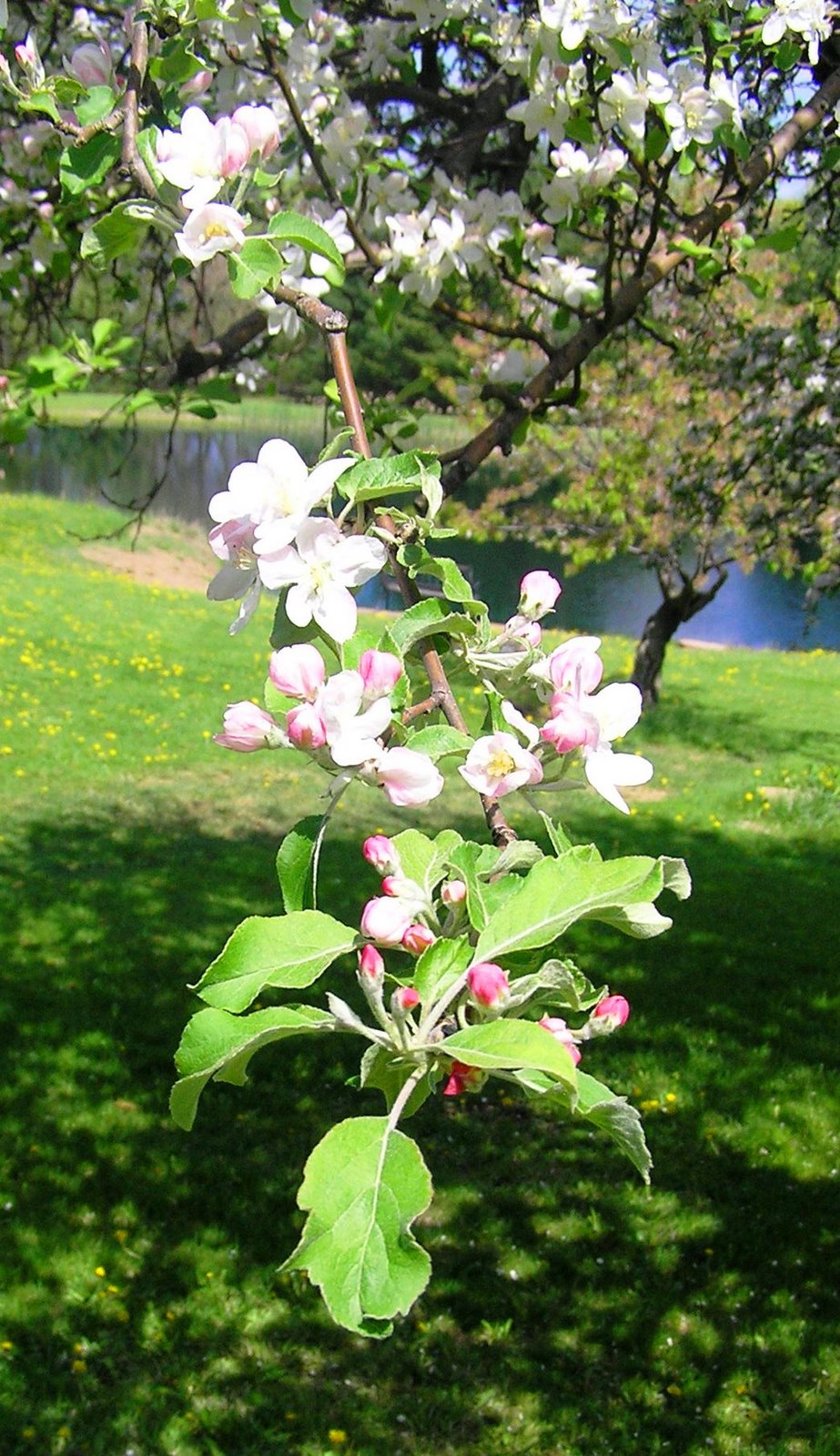 [apple+blossoms.jpg]
