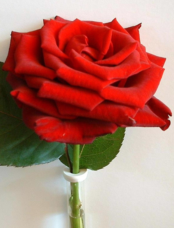 [red+rose.JPG]
