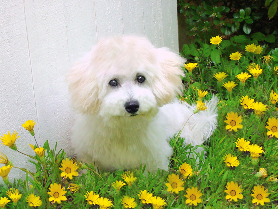 [bigstockphoto_Springtime_Puppy_Dog_1564347.jpg]