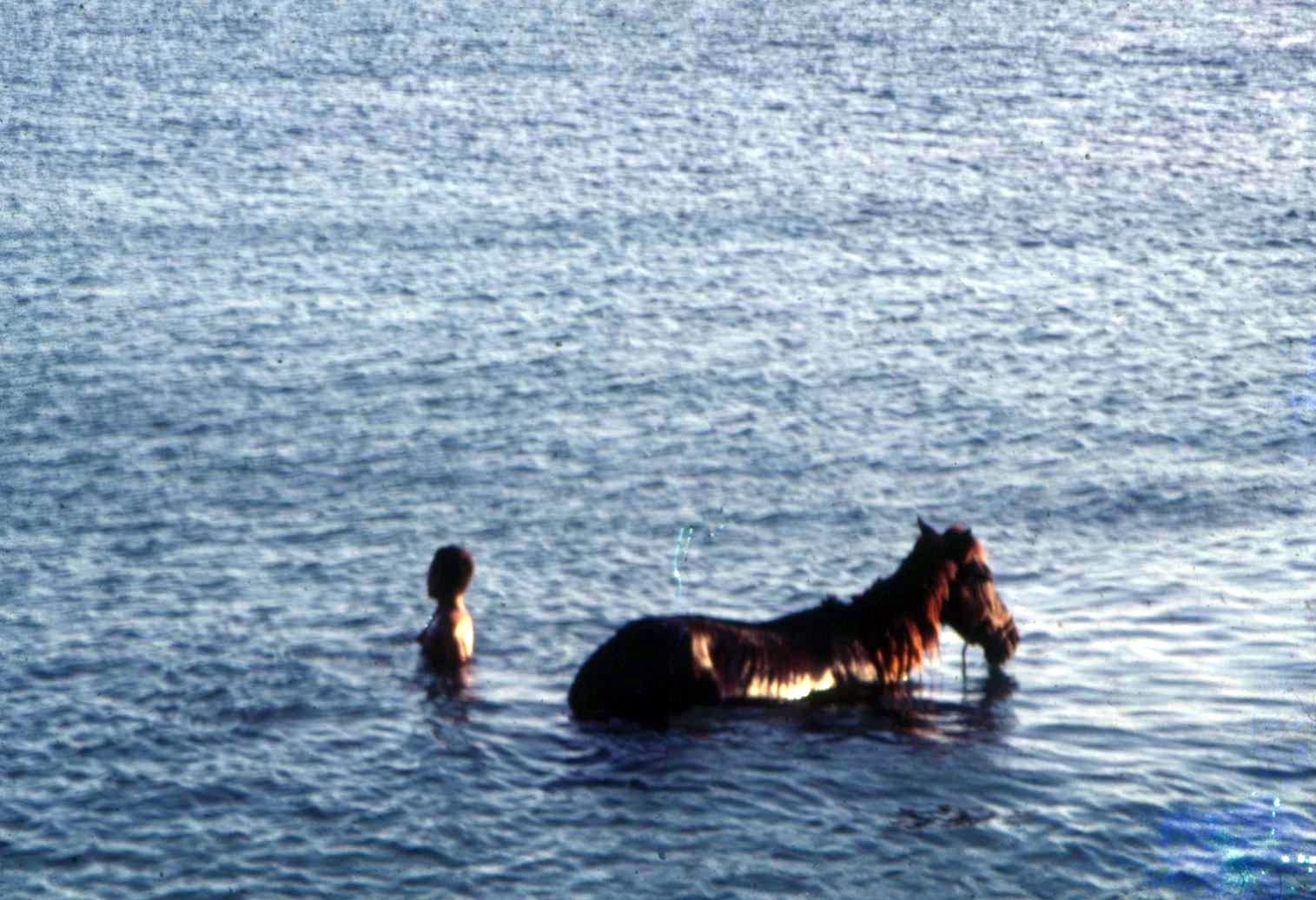 [Sea+horse.JPG]