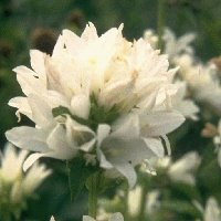 Capanula glom alba - hvit klokke