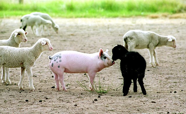 [sheep+and+pig.jpg]