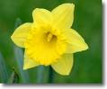 THE MARIE CURIE GREAT DAFFODIL APPEAL ...