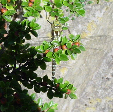 [DRAGONFLY+PICTURE.jpg]