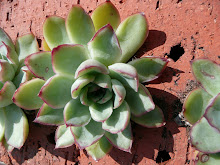 PLANTS FOR FREE - PLANT ECHEVERIA OFFSETS IN OLD BRICKS ...