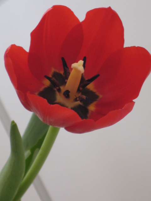 [Tulipa+043.jpg]