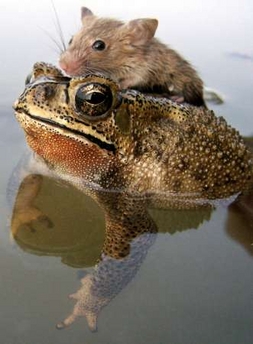 [frog+and+mouse+Reuters.jpg]