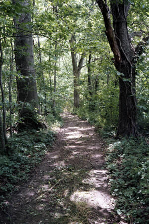 [Wooded-path-v2_small1.jpg]