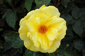 [27-Yellow-Rose.jpg]