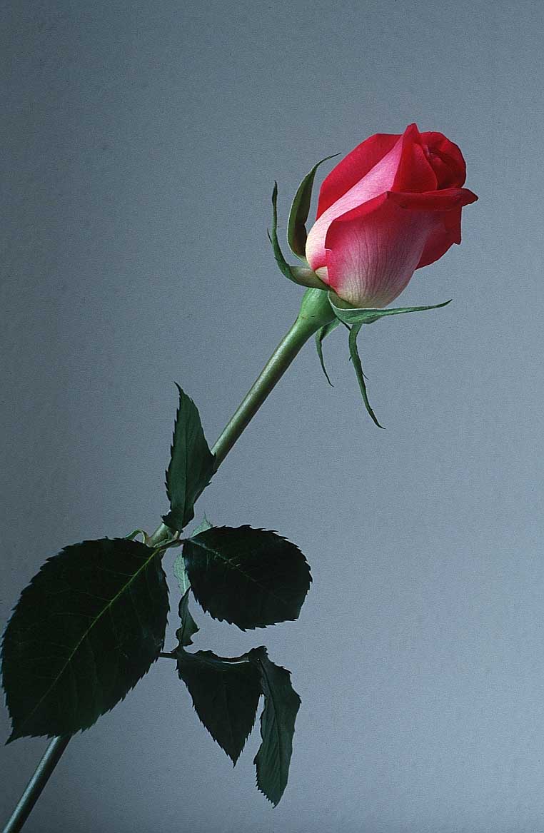 [roseflower.jpg]