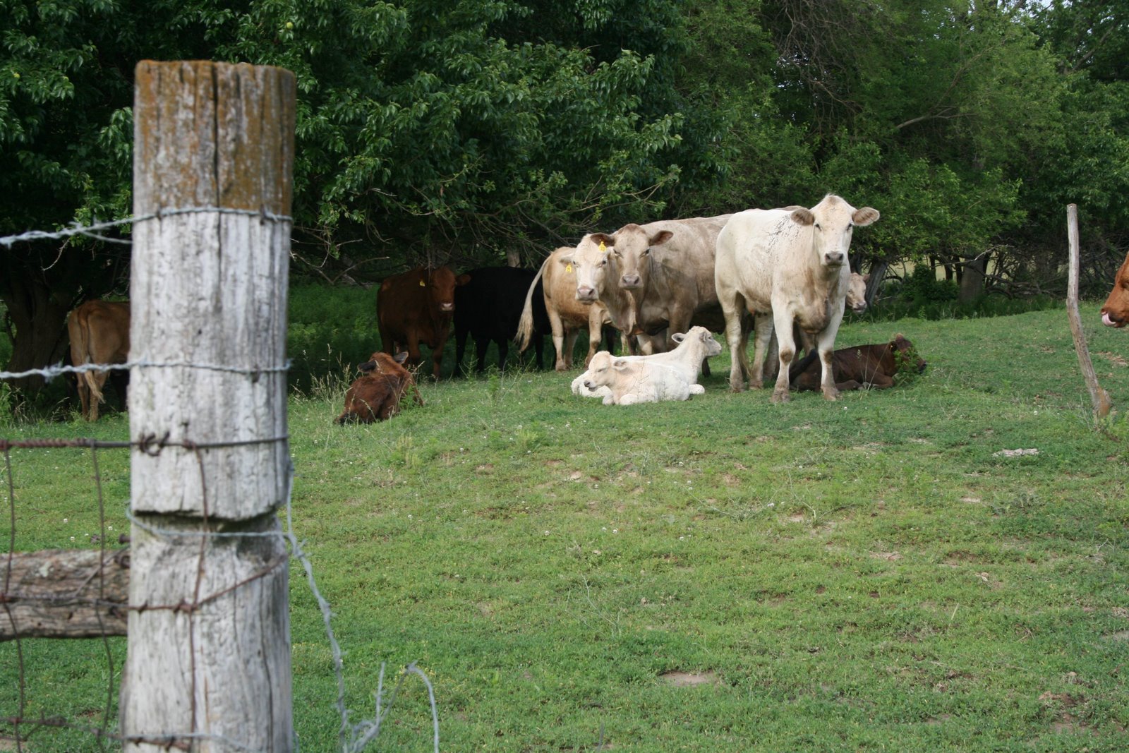 [cows+and+calves.jpg]