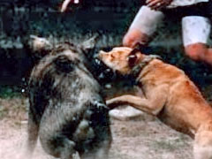 [Pit_bull_fighting_dogs.jpg]
