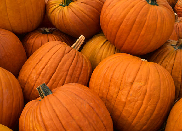 [pumpkins.jpg]