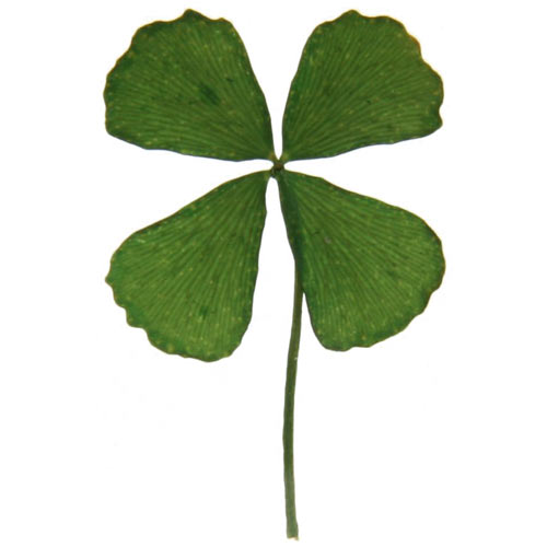 [four-leaf-clover-2[1].jpg]