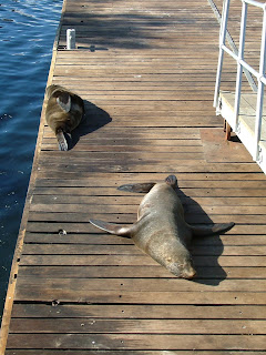 Seals on the harbour at the waterfront